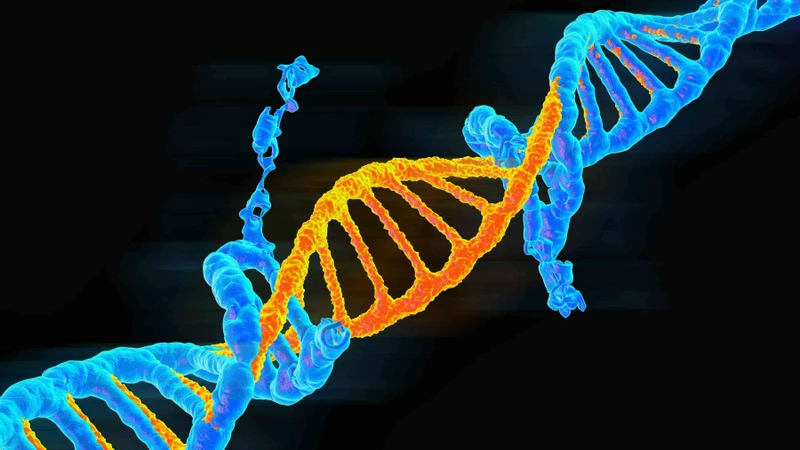 Hậu quả của đột biến gen có thể ảnh hưởng đến protein, sức khỏe và làm tăng nguy cơ mắc bệnh