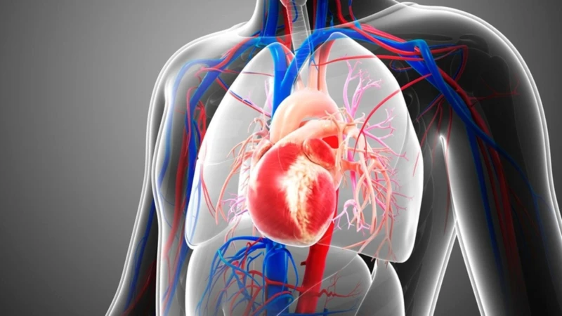 Hệ dẫn truyền tim tạo và điều phối nhịp tim nhằm duy trì hoạt động bơm máu hiệu quả