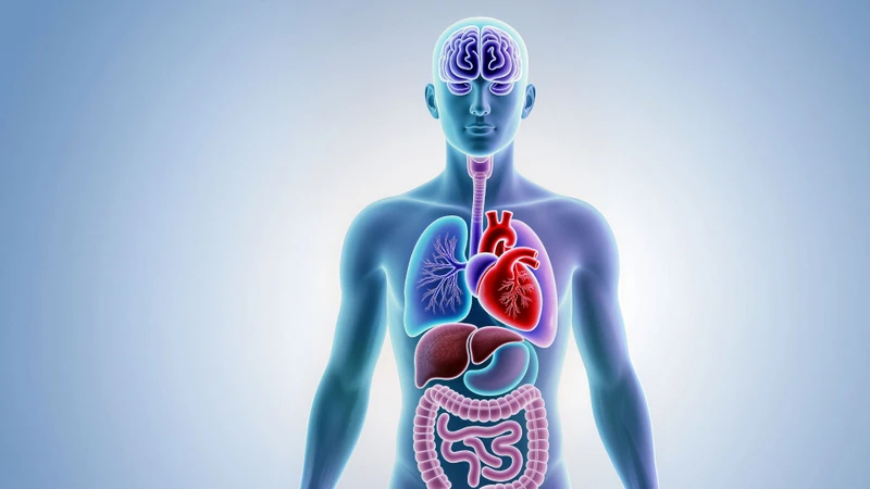 Xương có tác dụng bảo vệ các cơ quan quan trọng trong cơ thể