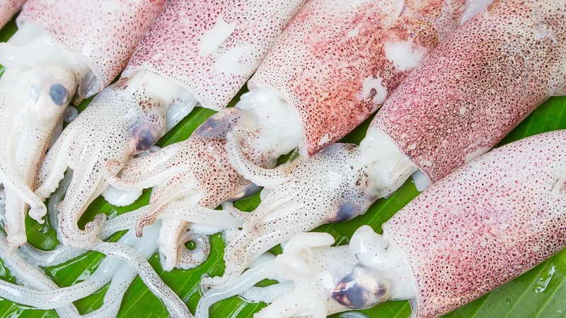 Ho ăn mực được không? Góc nhìn khoa học 1