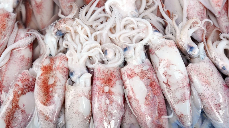 Ho ăn mực được không? Góc nhìn khoa học 2