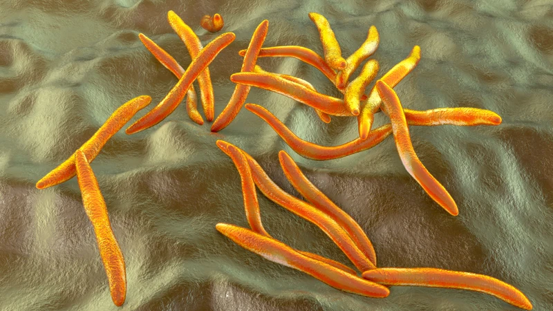 Fusobacterium necrophorum là vi khuẩn kỵ khí Gram âm và là tác nhân thường gặp nhất của hội chứng Lemierre