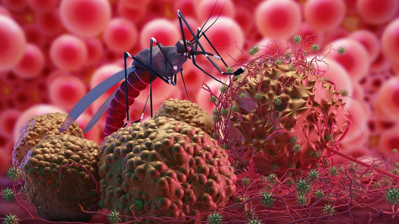 Virus Zika lây truyền chủ yếu qua muỗi Aedes aegypti