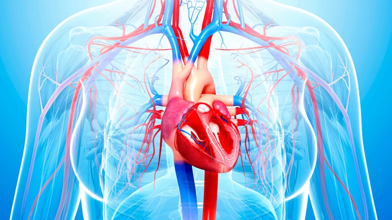 Hormone adrenaline là gì? Tác dụng đối với cơ thể 2
