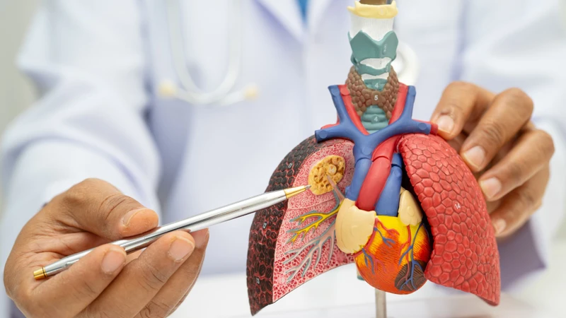Cấu trúc phổi bị viêm và co thắt là nguyên nhân khiến người mắc hen phế quản khó thở và thở khò khè