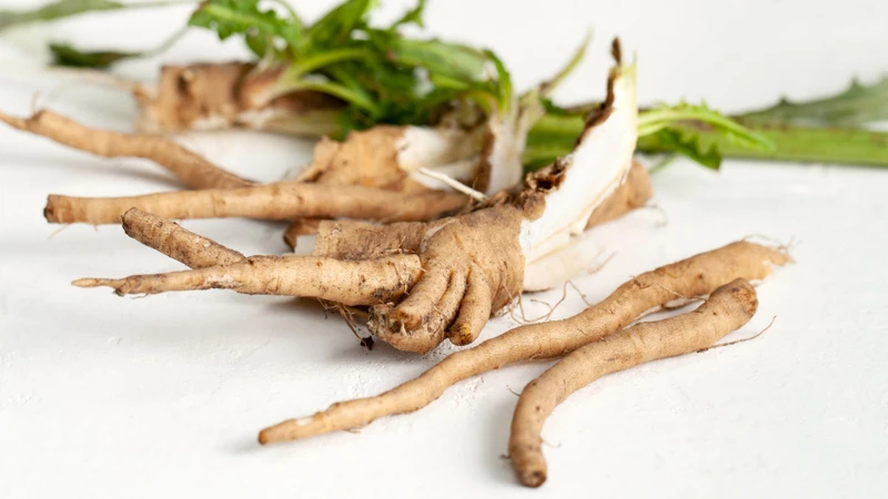 Rễ rau diếp xoăn là nguồn giàu Inulin nhất