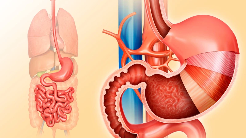 Khám trào ngược dạ dày có cần nội soi không? Những thông tin cần biết 2