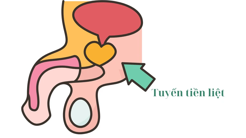 Kích thước tuyến tiền liệt bình thường và dấu hiệu cảnh báo phì đại 1