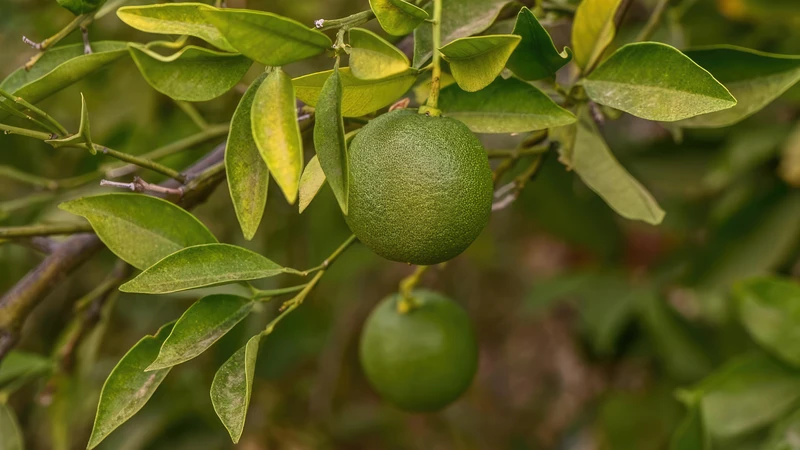 Lá chanh là gia vị không thể thiếu trong nhiều món ăn truyền thống