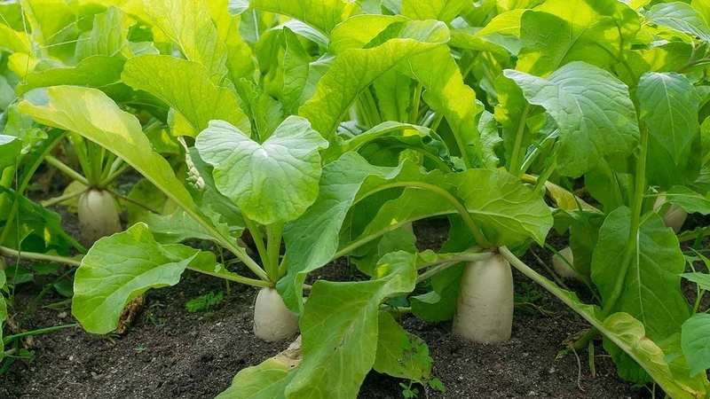Ưu tiên luộc hoặc nấu canh lá củ cải với lượng dầu vừa phải cho bữa ăn