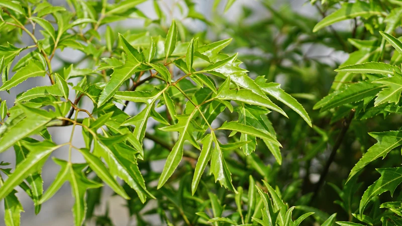 Tìm hiểu lá đinh lăng có tác dụng gì đối với sức khỏe hằng ngày để sử dụng đúng cách và an toàn