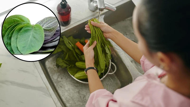 Lựa chọn lá mơ sạch, rửa kỹ và nên ngâm nước muối loãng khoảng 15-20 phút để loại bỏ vi sinh vật gây hại