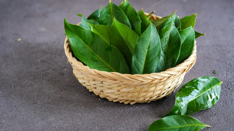 Lá nguyệt quế có thể hỗ trợ tiêu hóa và cung cấp các hợp chất chống oxy hóa