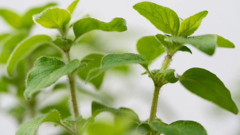 Lá oregano góp phần bổ sung vitamin và khoáng chất cho cơ thể
