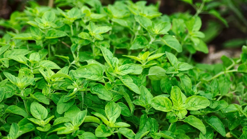 Lá oregano chứa nhiều hợp chất thực vật có đặc tính chống oxy hóa