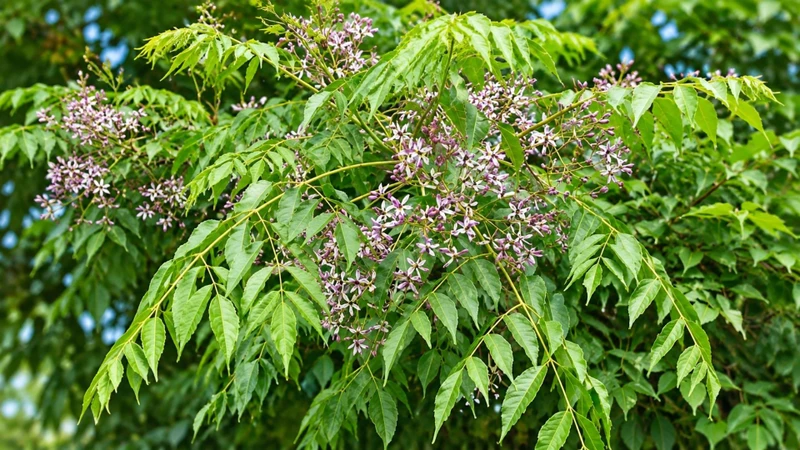 Lá xoan có ăn được không? Không nên ăn vì có nguy cơ gây ngộ độc