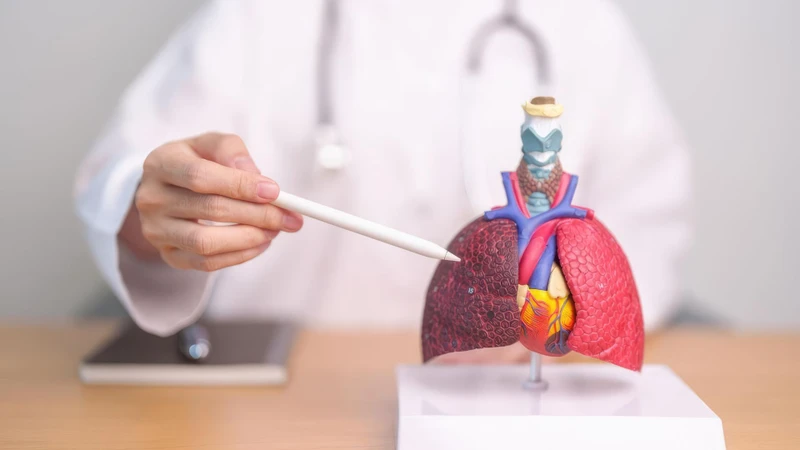 Hình ảnh mô phỏng dịch tích tụ quanh phổi trong bệnh lý hô hấp