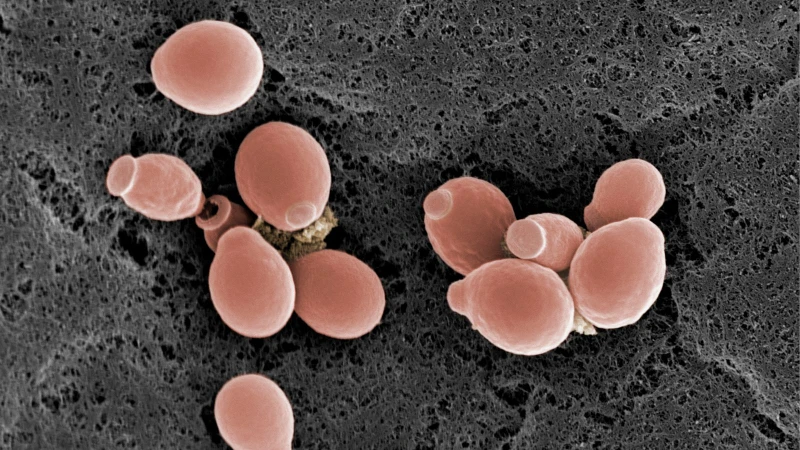 Nấm men Candida