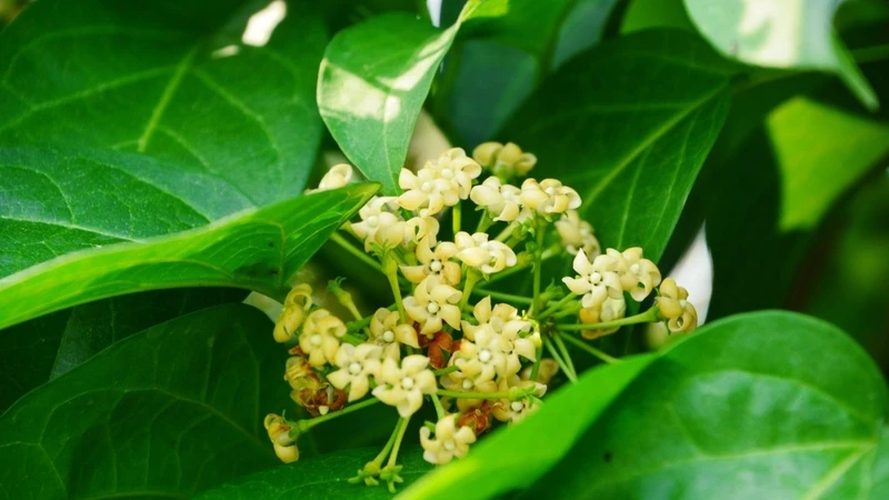 Dây thìa canh là một loại cây dây leo thân gỗ, nổi tiếng với khả năng hỗ trợ điều trị bệnh tiểu đường