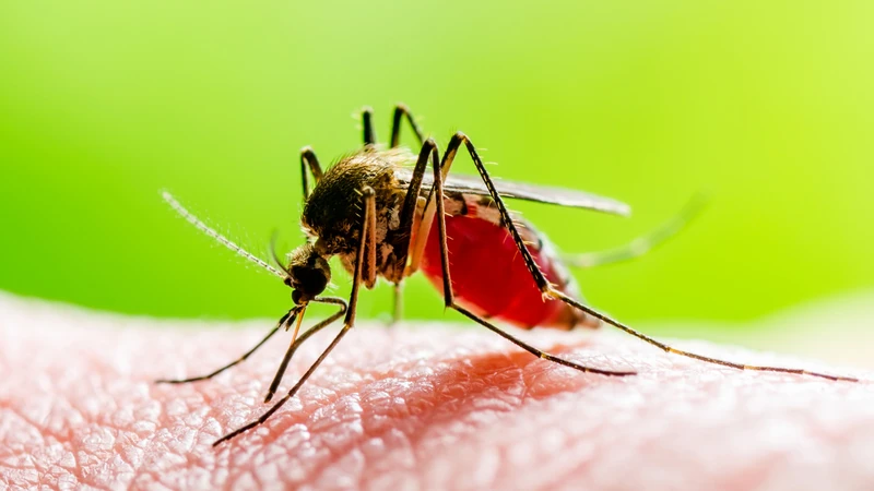 Sốt xuất huyết là bệnh truyền nhiễm do virus Dengue gây ra, lây truyền trung gian qua muỗi vằn