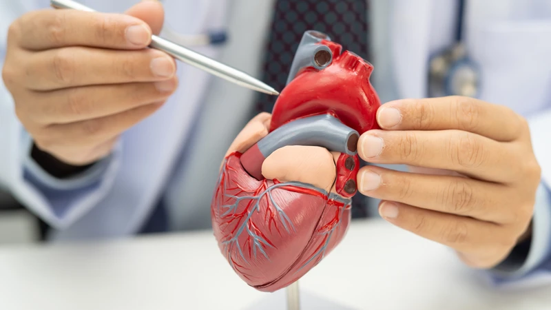 Măng cụt có tác dụng gì? Măng cụt hỗ trợ bảo vệ mạch máu, góp phần ổn định huyết áp tự nhiên