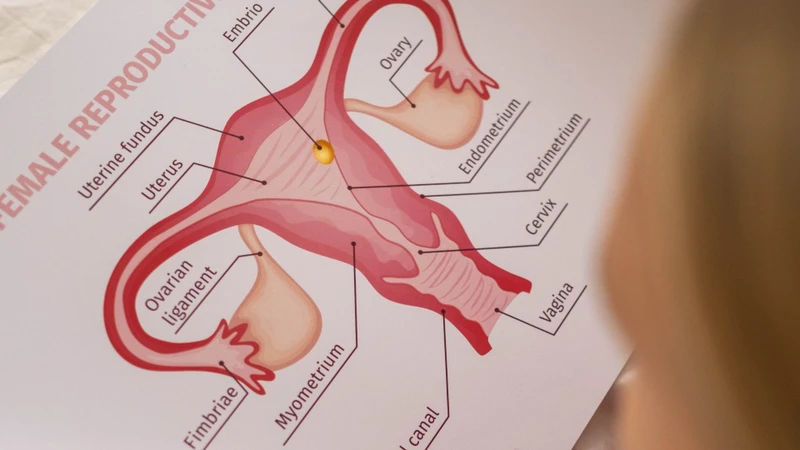 Màng trinh là một lớp mô mỏng nằm ở gần cửa âm đạo và được hình thành từ giai đoạn phát triển thai nhi