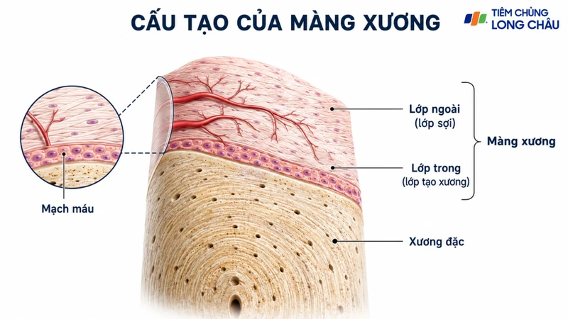 Màng xương tham gia nuôi dưỡng, phát triển và hỗ trợ quá trình phục hồi xương