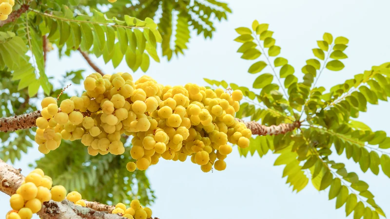 Mẹ bầu 3 tháng đầu ăn chùm ruột được không?1