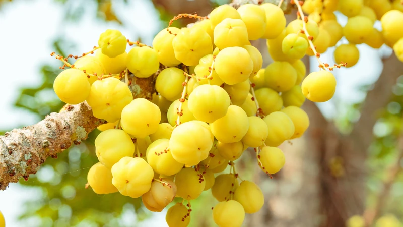 Mẹ bầu 3 tháng đầu ăn chùm ruột được không?2