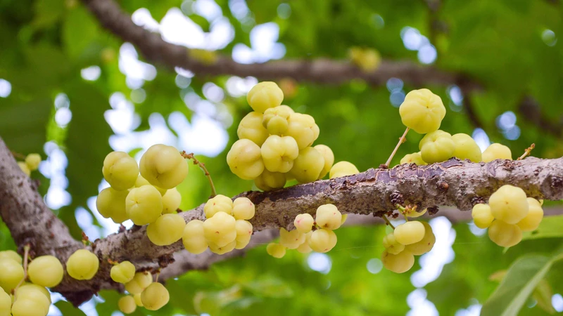 Mẹ bầu 3 tháng đầu ăn chùm ruột được không?4