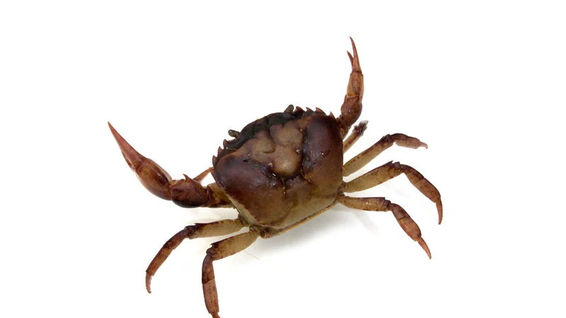 me-bau-3-thang-dau-an-cua-duoc-khong-3.png