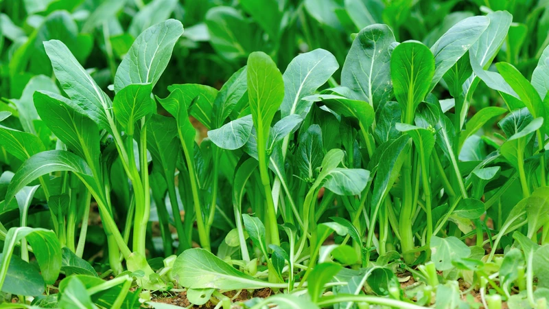 Mẹ bầu ăn cải ngọt được không? 5 lợi ích sức khỏe không nên bỏ qua của rau cải ngọt1