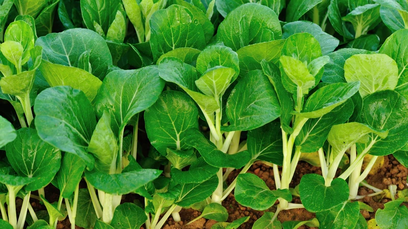 Mẹ bầu ăn cải ngọt được không? 5 lợi ích sức khỏe không nên bỏ qua của rau cải ngọt4