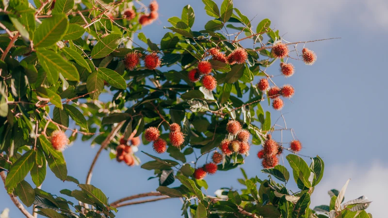 Mẹ bầu ăn chôm chôm được không? Bầu 3 tháng đầu có nên ăn chôm chôm không?3