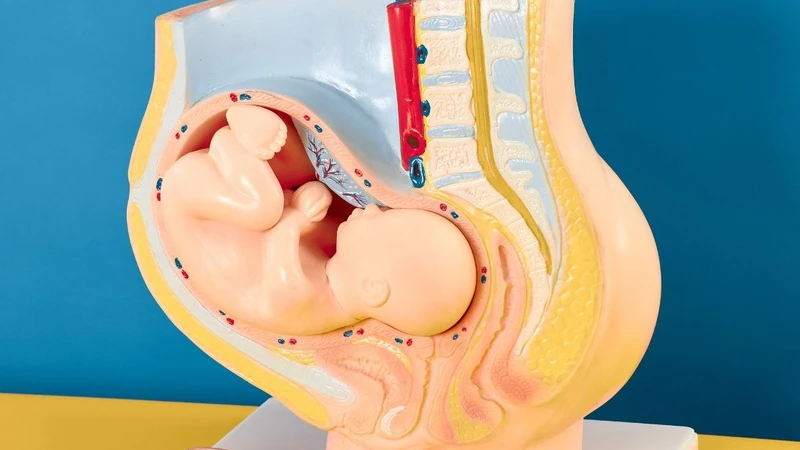 Mẹ bầu bị đau rát vùng kín: Nguyên nhân và cách điều trị 1