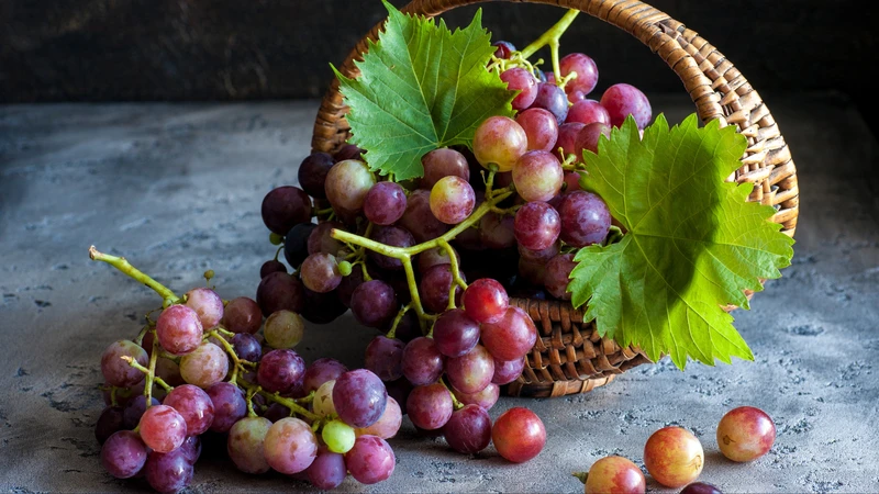 Polyphenol trong nho giúp bảo vệ sức khỏe hệ tim mạch