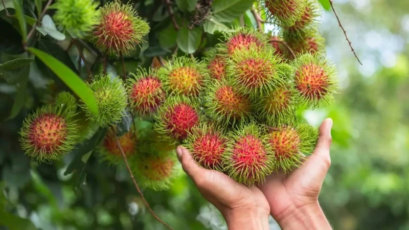 me-sau-sinh-an-chom-chom-duoc-khong-can-luu-y-gi 4.jpg
