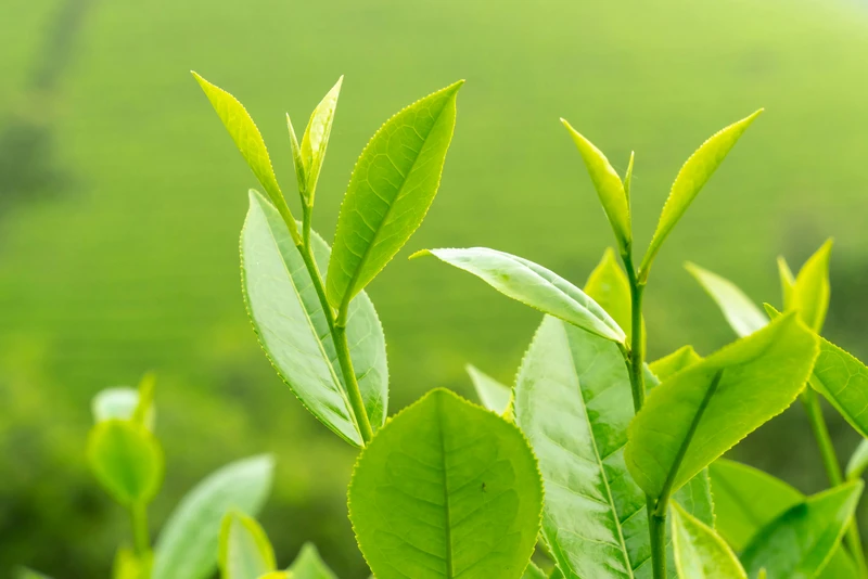 Mẹo dân gian chữa chàm sữa cho trẻ sơ sinh hiệu quả, an toàn từ thiên nhiên 4