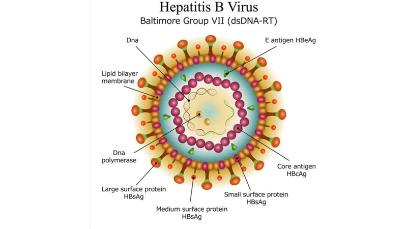 Virus viêm gan B là một loại hepatovirus chỉ nhân lên được trong tế bào gan của người và một số loài linh trưởng