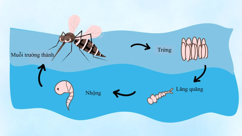 Vòng đời của muỗi trải qua bốn giai đoạn phát triển riêng biệt