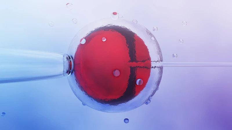 Thời điểm chuyển phôi IVF đóng vai trò quan trọng trong việc giúp phôi bám vào niêm mạc tử cung