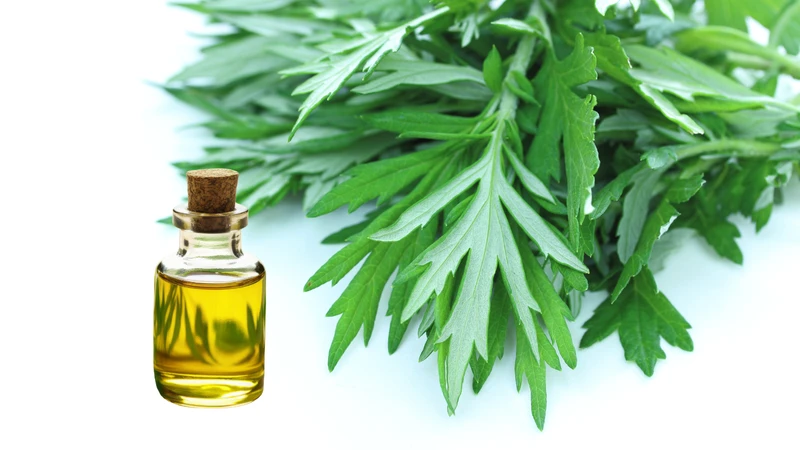 Ngải cứu có tác dụng gì? Các lợi ích sức khỏe và những lưu ý quan trọng khi sử dụng 3