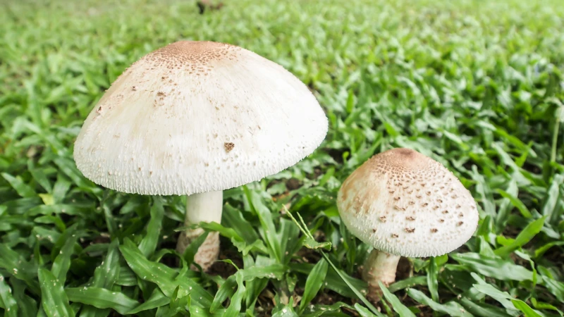 ngo-doc-nam-dau-hieu-nhan-biet-va-cach-xu-ly-kip-thoi-4.jpg