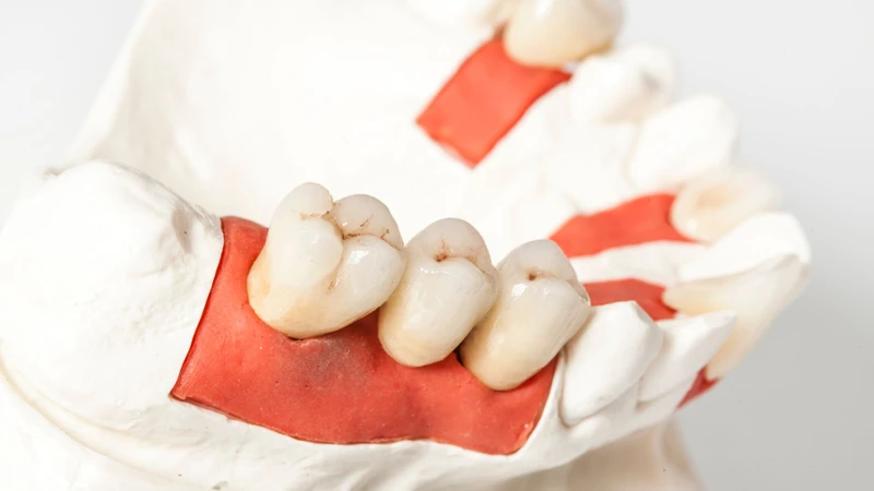 Mỗi loại răng đảm nhận một chức năng riêng biệt trong việc ăn nhai