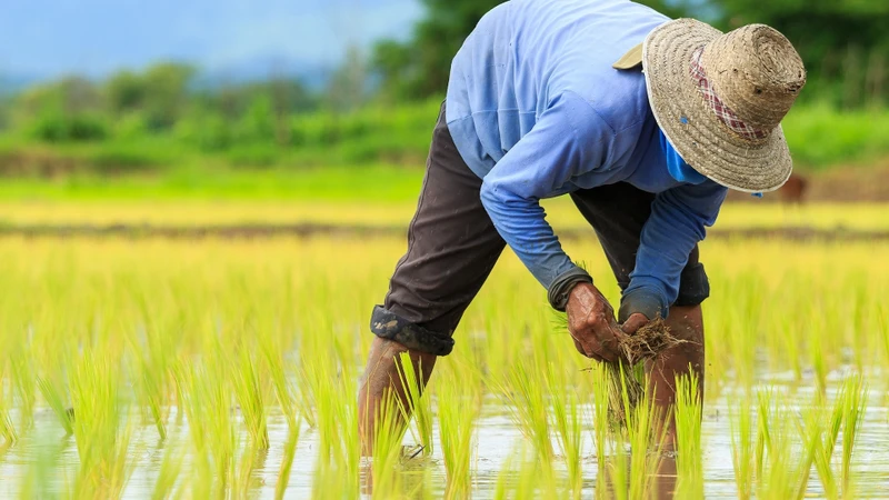 Đi chân đất trên đất ô nhiễm có thể làm tăng nguy cơ nhiễm giun móc
