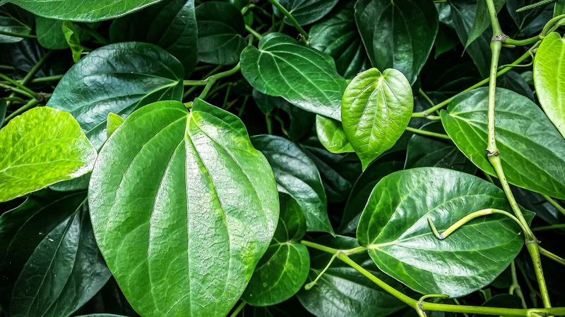 Lá trầu không có đặc tính kháng khuẩn, tiêu viêm, giảm ngứa và hỗ trợ phục hồi da