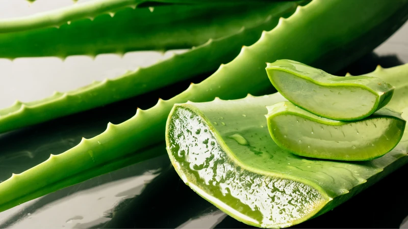 Nha đam chứa nhiều hợp chất chống oxy hóa