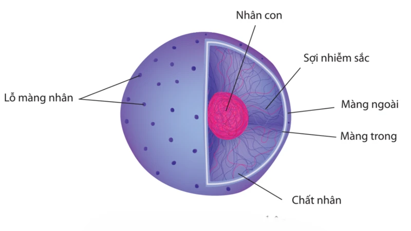 Nhân tế bào có cấu tạo phức tạp, giúp bảo vệ vật chất di truyền và điều hòa hoạt động của tế bào