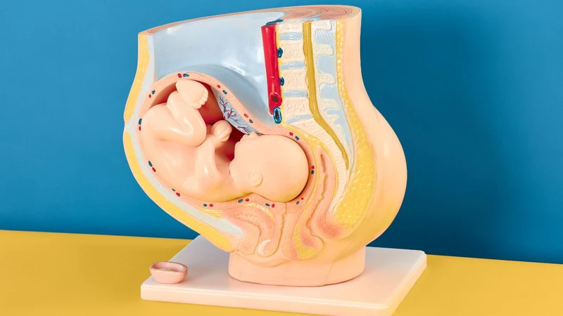Nhau bám thấp​ có nguy hiểm không? 1