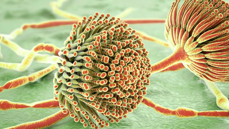 Nhiễm nấm aspergillus có triệu chứng như thế nào? Phòng ngừa nấm aspergillus ra sao? 1